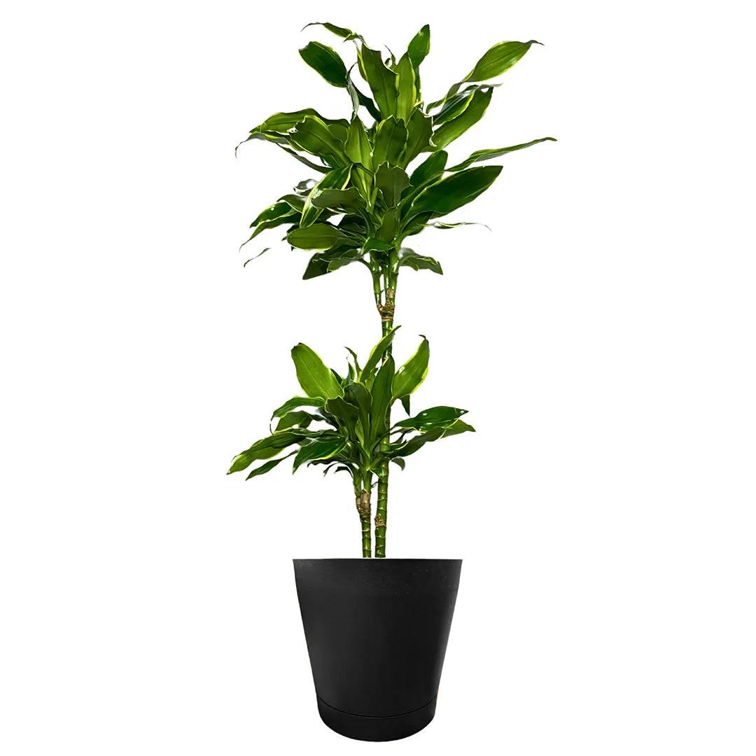 Dracaena Golden Coast - dettaglio del vaso e della base della pianta con terreno