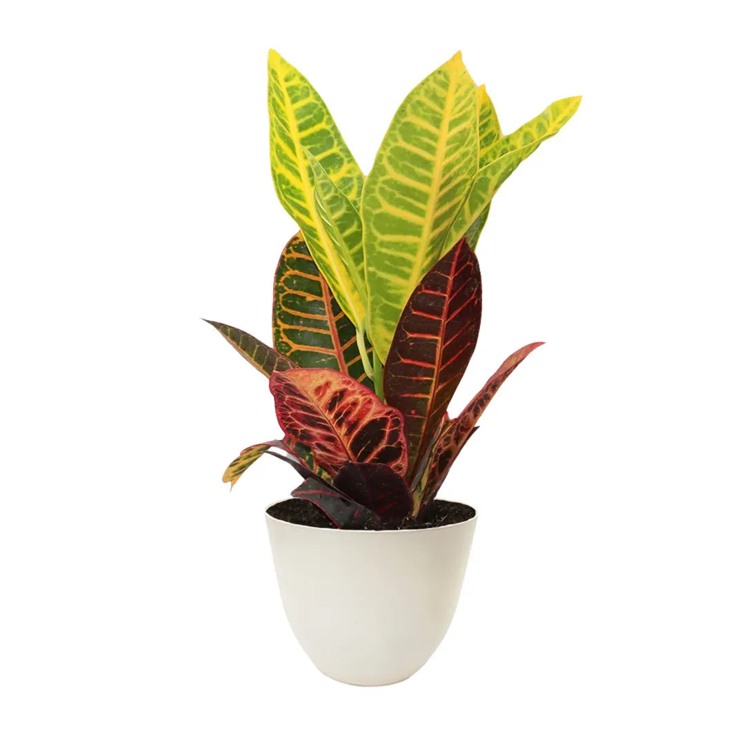 Codiaeum Petra Vaso - i Giardini di Giulia 