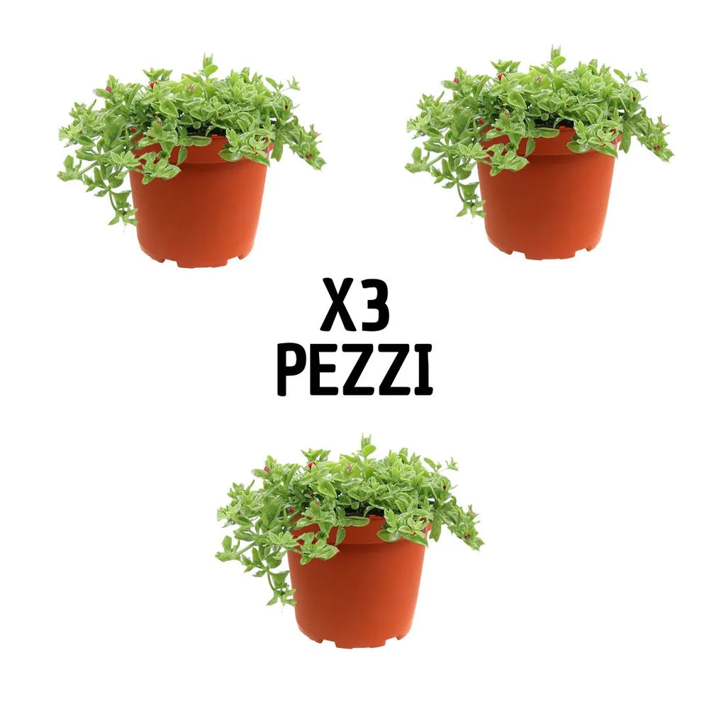 Set 3 Aptenia variegata - piante tappezzanti con fioritura estiva per esterni, mostrate in un ambiente soleggiato