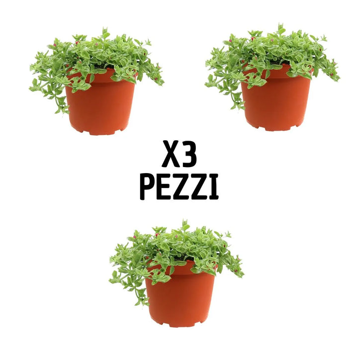 Set 3 Aptenia variegata - piante tappezzanti con fioritura estiva per esterni, mostrate in un ambiente soleggiato