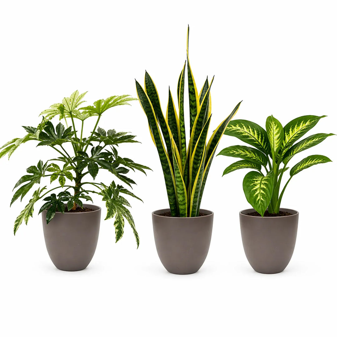 set di piante da interno con sansevieria dieffenbachia e aralia in vaso tortora