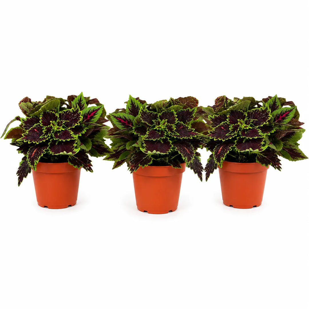 Tre piante di Coleus in vaso da coltivazione con foglie decorative verdi e viola su sfondo bianco.