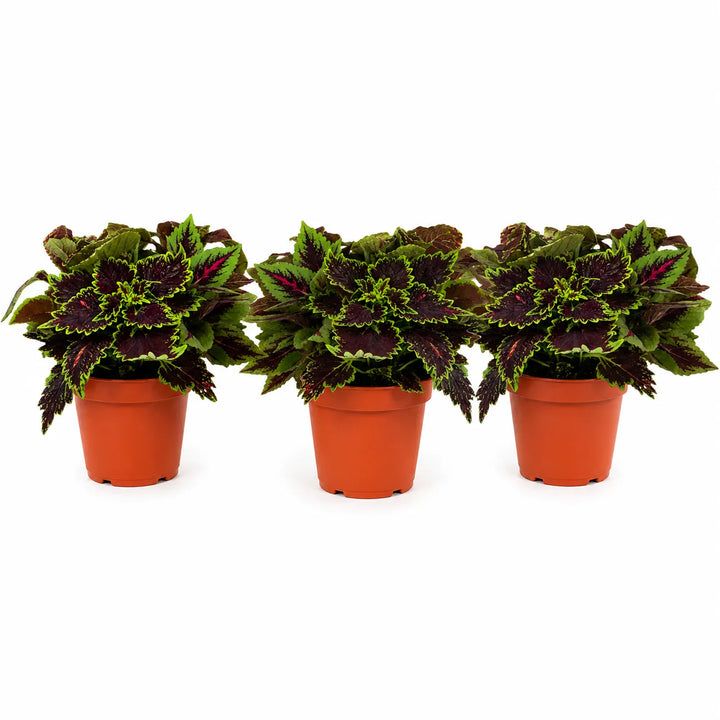 Tre piante di Coleus in vaso da coltivazione con foglie decorative verdi e viola su sfondo bianco.
