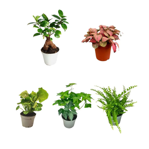 Set di 5 piantine per terrarium