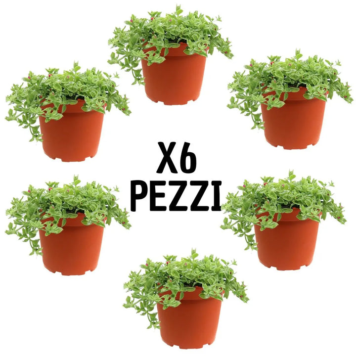 Set 6 Aptenia variegata - piante a foglia variegata per giardini rocciosi e fioriere, disposte per evidenziare il volume