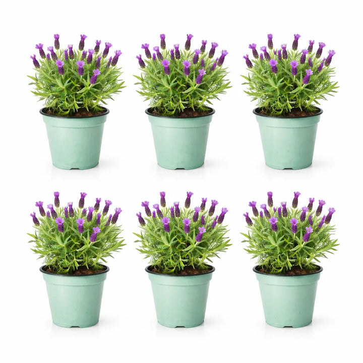 Set piante lavanda - Set di 6 piante lavanda in vaso con fiori viola, ideali per giardino o aiuole