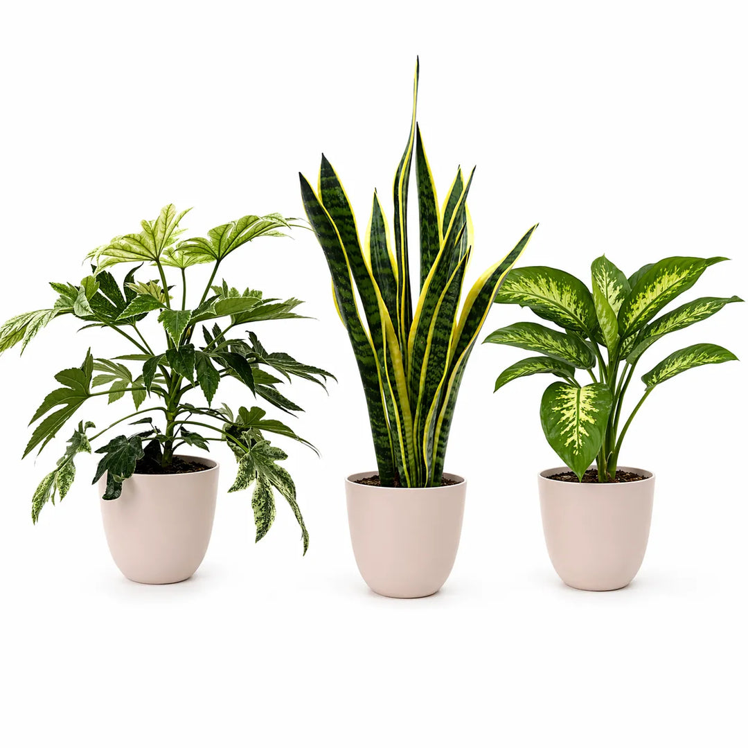 tre piante da appartamento con sansevieria e foglie decorative in vasi avorio minimal