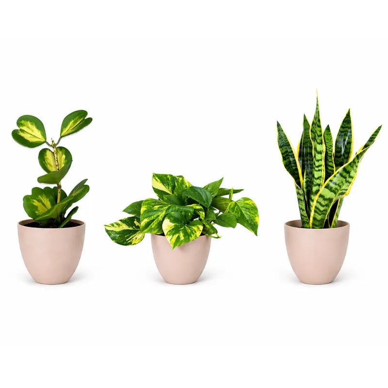 set di piante da interno facili con sansevieria pothos e peperomia in vasi beige
