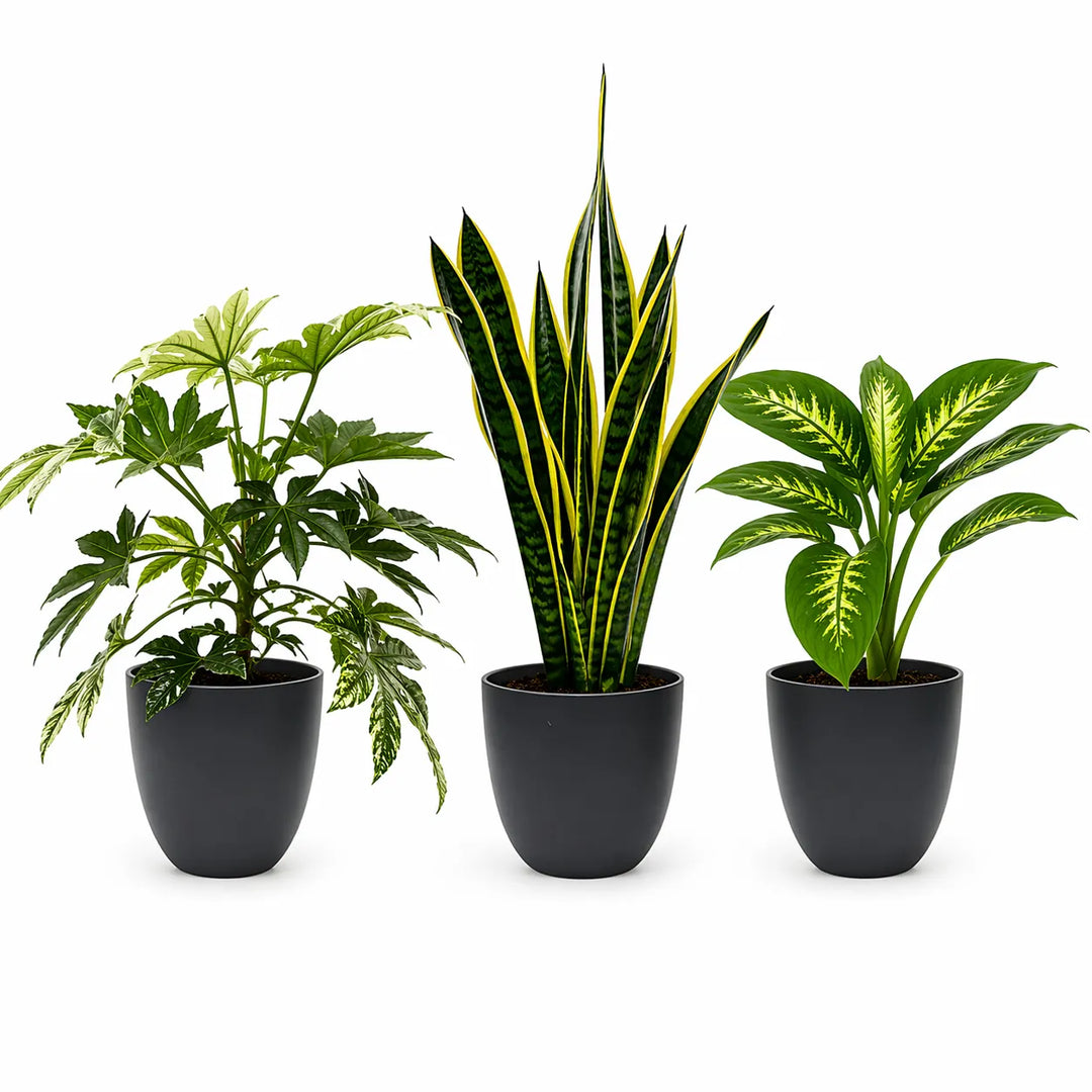 tre piante ornamentali da interno con sansevieria e piante verdi in vasi neri moderni