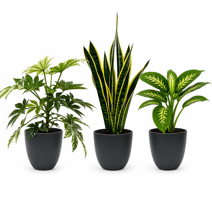 tre piante ornamentali da interno con sansevieria e piante verdi in vasi neri moderni