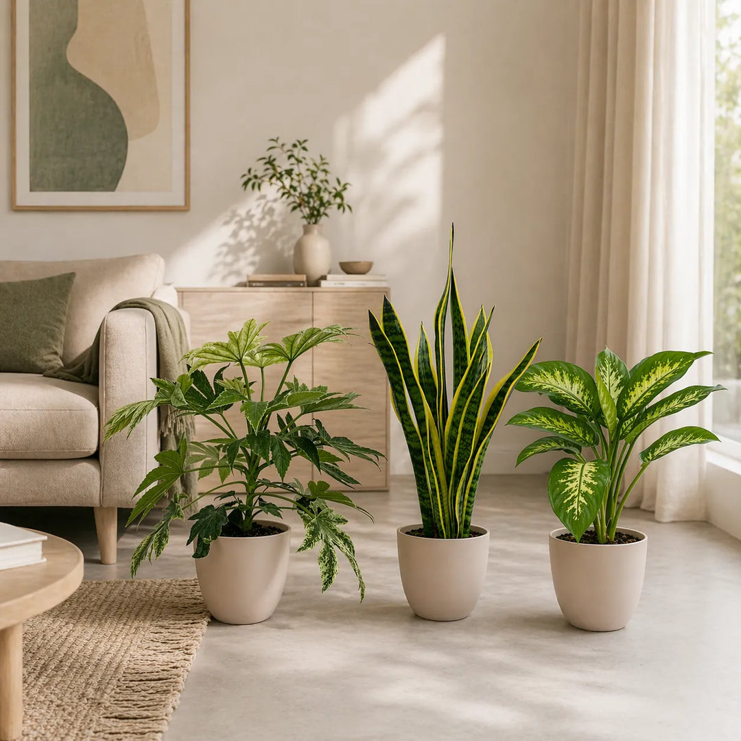 piante da interno decorative in soggiorno luminoso ideali per arredamento casa moderno