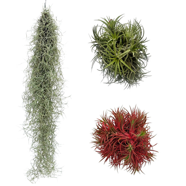 Ensemble de trois variétés thaïlandaises de Tillandsia