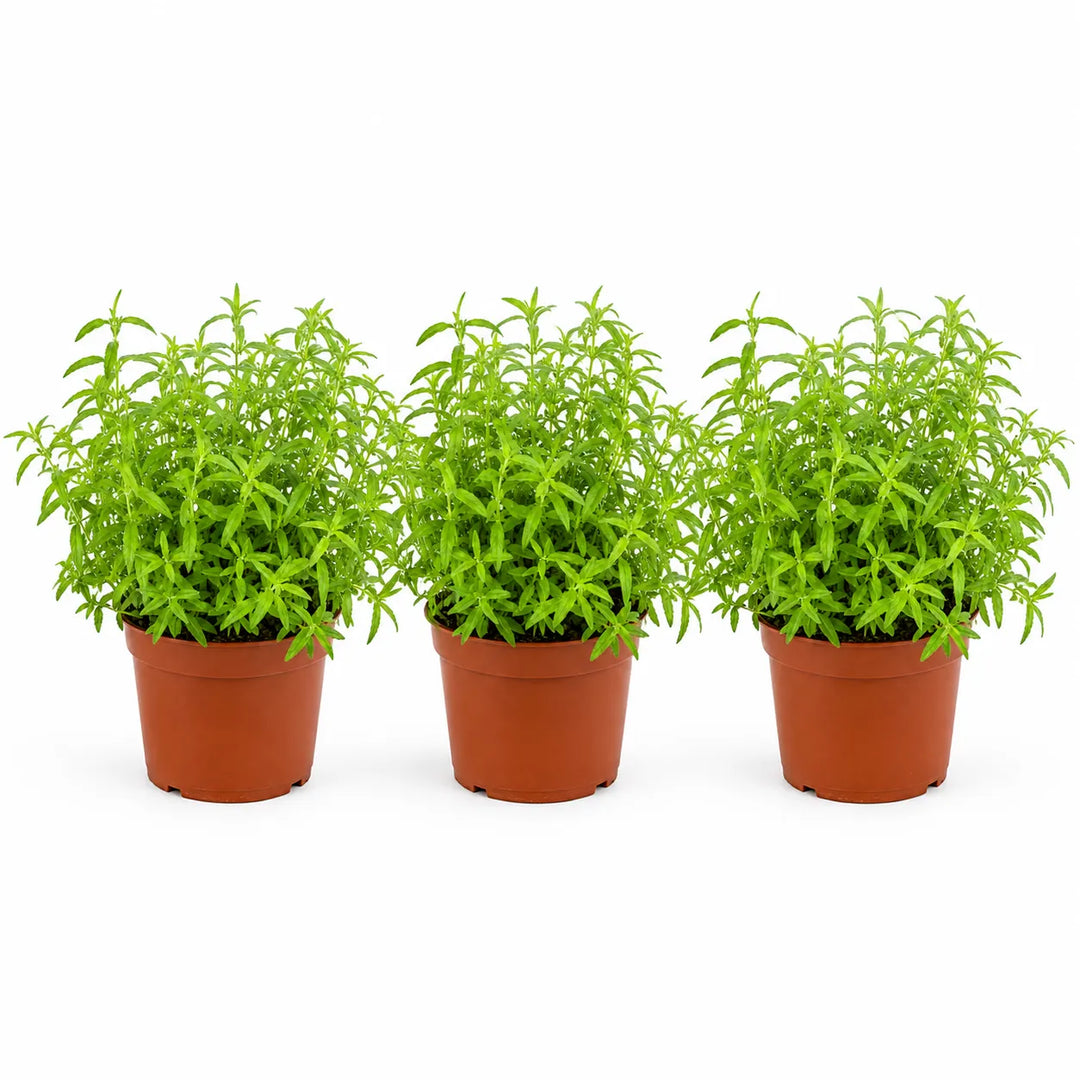 Set composto da tre piante di citronella in vaso da coltivazione su sfondo bianco, ideale per balconi, terrazzi e giardini.