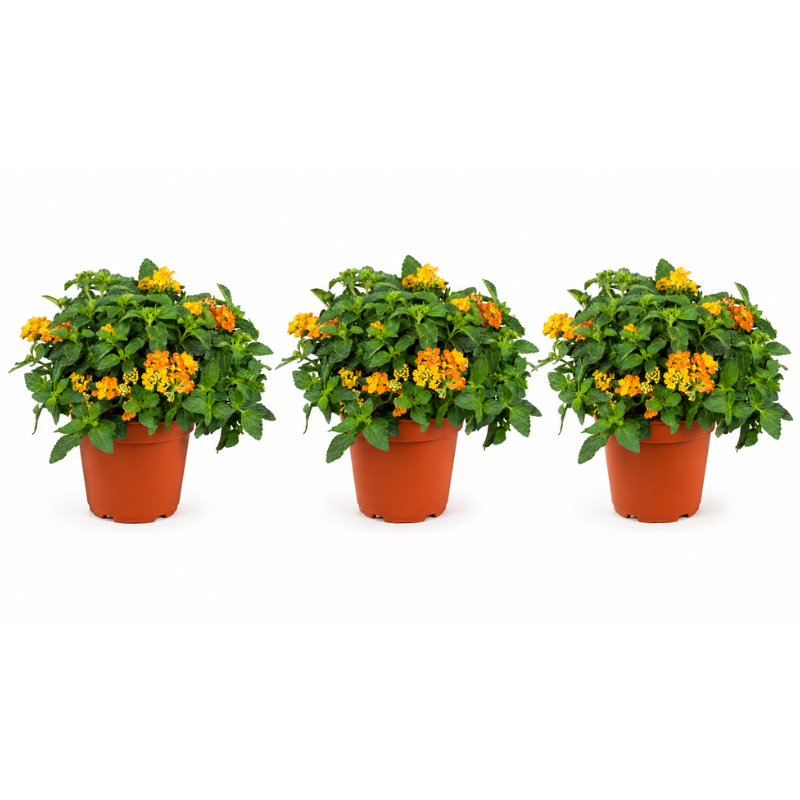 Tre piante di Lantana in vaso con fioritura gialla e arancione su sfondo bianco per catalogo online.