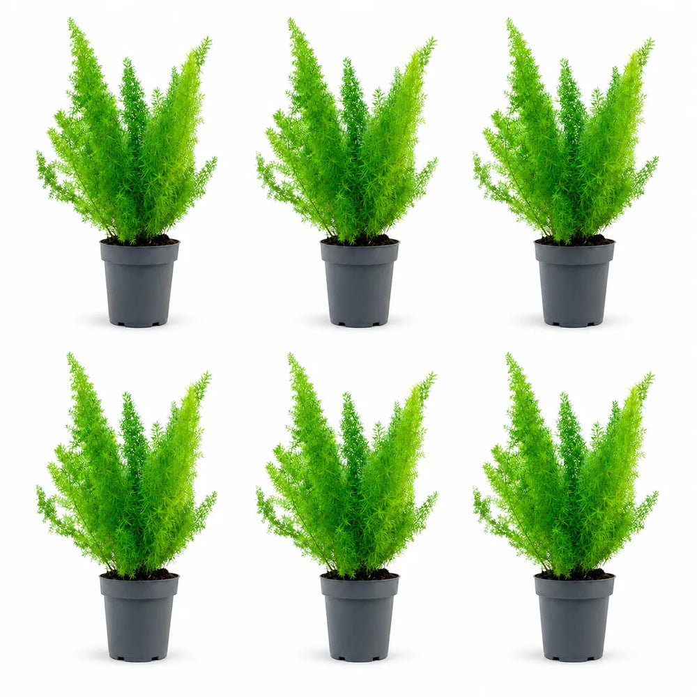 Set composto da sei piante di Asparagus Sprengerii in vaso da coltivazione su sfondo bianco, ideali per arredare interni, balconi e terrazzi.
