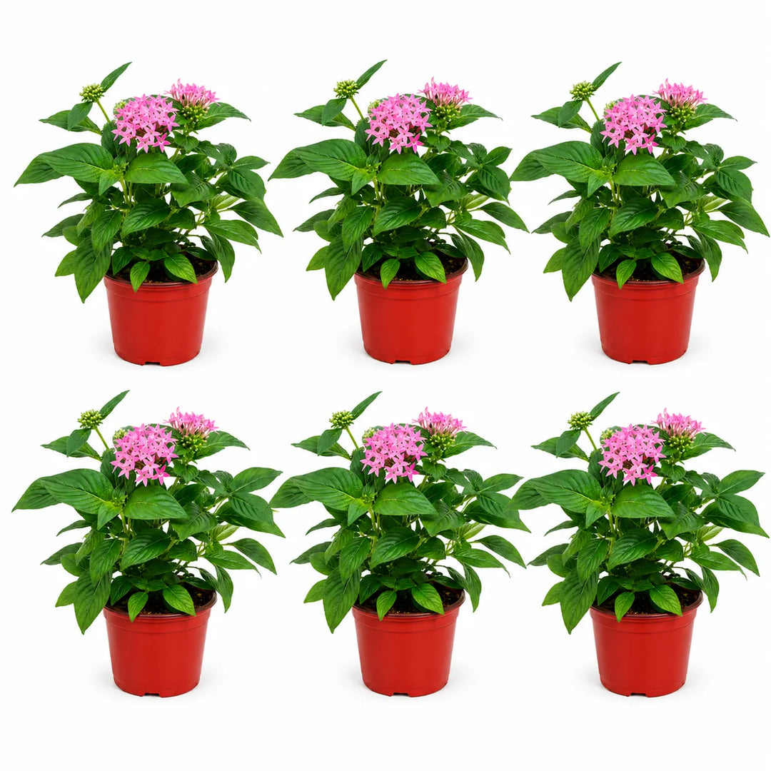 Set composto da sei piante di Pentas rosa in vaso da coltivazione su sfondo bianco, ideale per aiuole, fioriere e composizioni floreali.