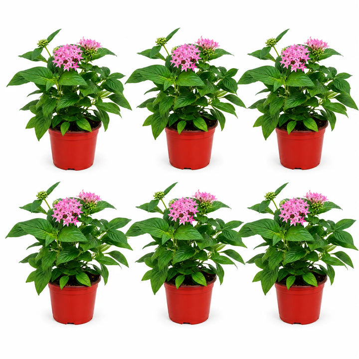 Set composto da sei piante di Pentas rosa in vaso da coltivazione su sfondo bianco, ideale per aiuole, fioriere e composizioni floreali.