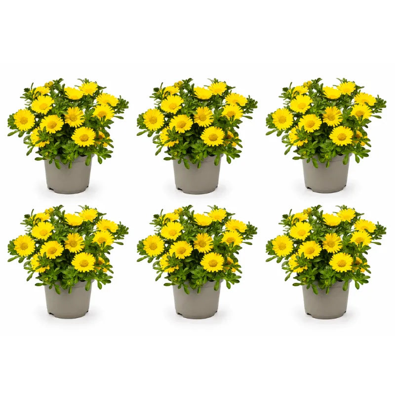 Multipack di piante Asteriscus con fiori gialli ideali per terrazzi, aiuole e composizioni da esterno.