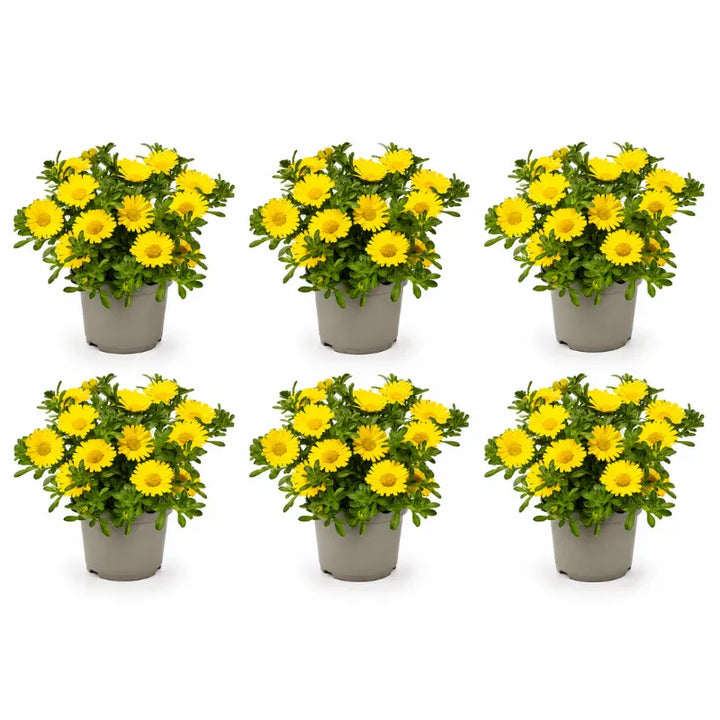 Multipack di piante Asteriscus con fiori gialli ideali per terrazzi, aiuole e composizioni da esterno.