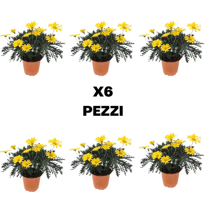 Euryops piante - vista ravvicinata del fogliame verde e fiori gialli