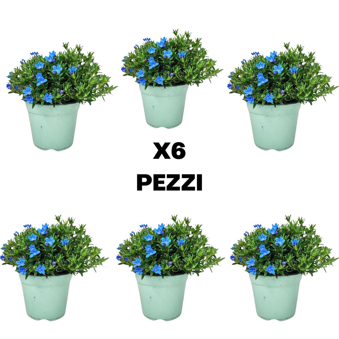 Lithodora - set di sei piante con fioritura blu per un balcone elegante