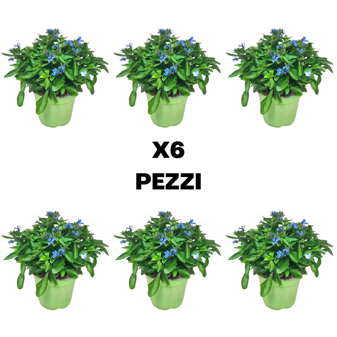 Set piante Lobelia - Illustrazione del contenuto del set da sei pezzi di Lobelia per decorazioni