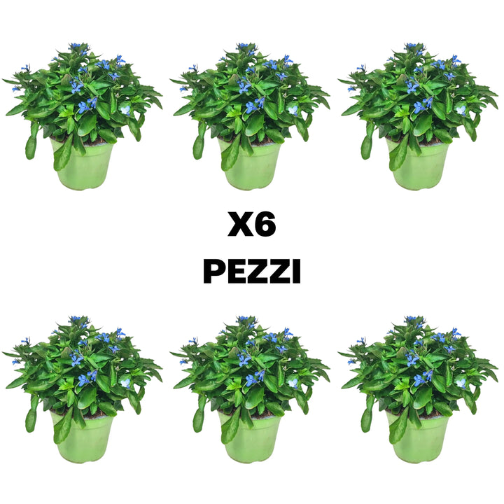 Set piante Lobelia - Illustrazione del contenuto del set da sei pezzi di Lobelia per decorazioni