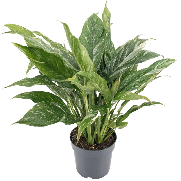 Spathiphyllum Diamond - dettaglio foglie lucide e fiore bianco