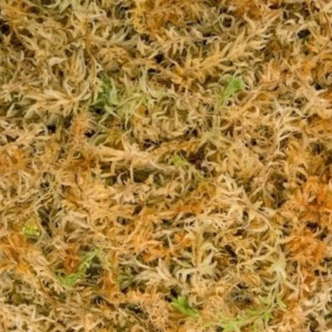Sacco da 12 litri di muschio sphagnum Blended, perfetto per coltivazioni intensive e indoor