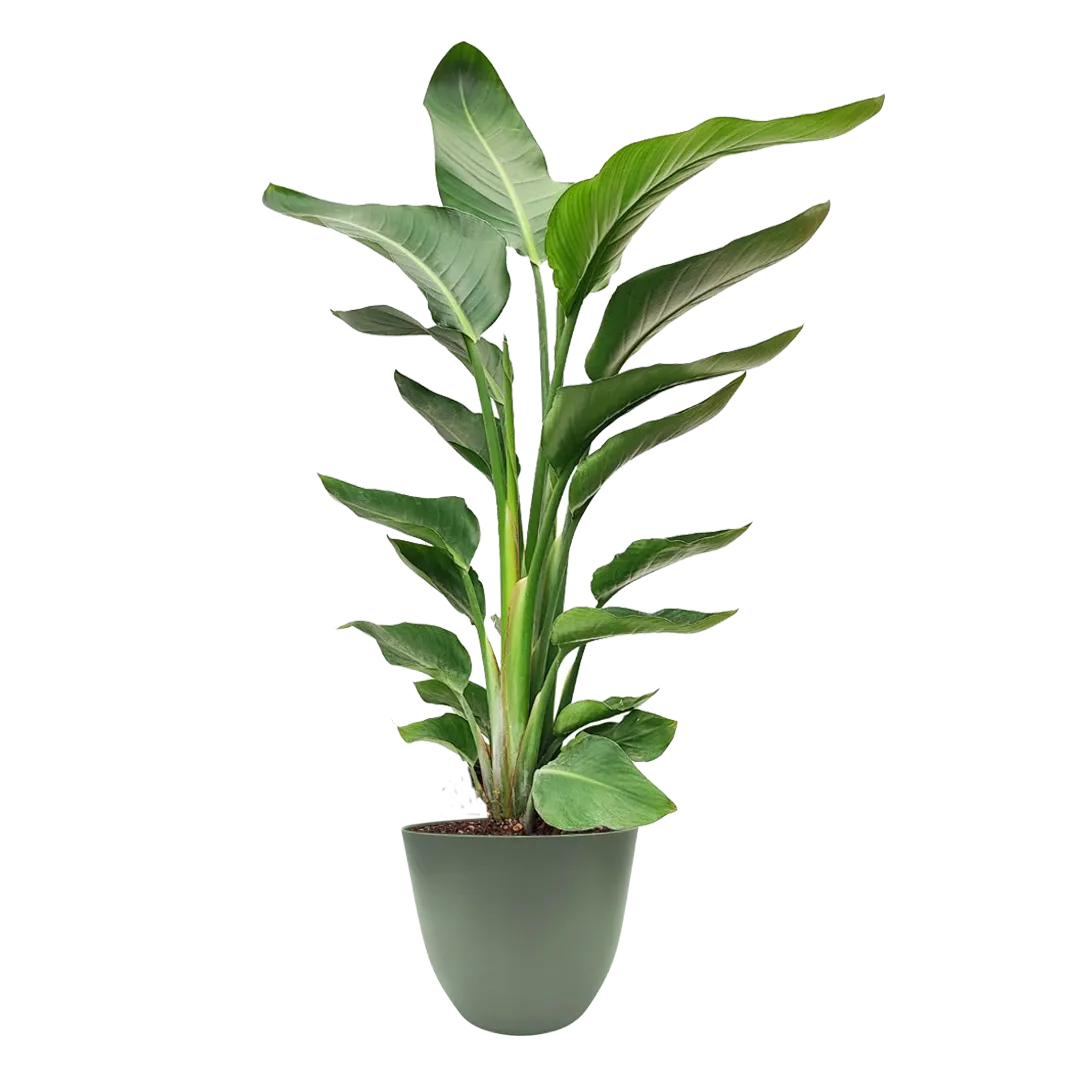Strelitzia Nicolai - pianta tropicale in vaso verde rosmarino