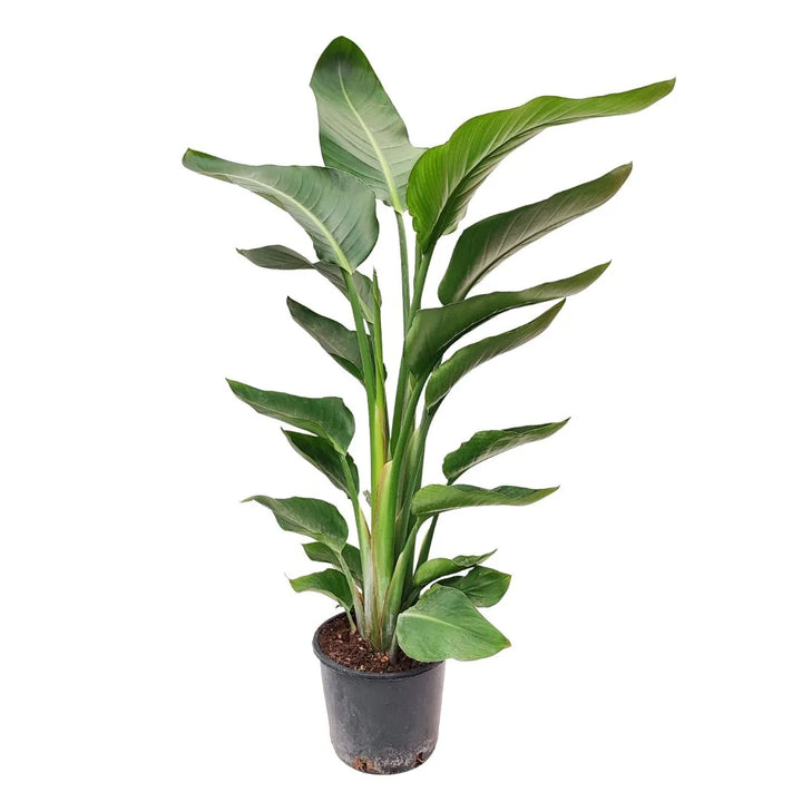 Strelitzia Nicolai - pianta tropicale con foglie verdi eleganti in vaso da coltivazione