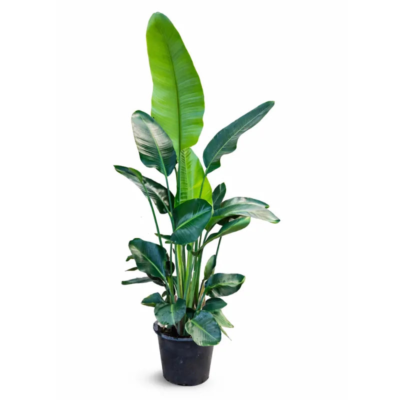 Strelitzia Augusta - pianta tropicale da interno di 160 cm in vaso D.40