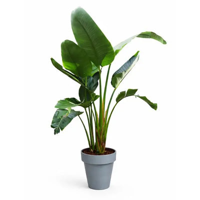 STRELITZIA IN VASO TIME D. 40