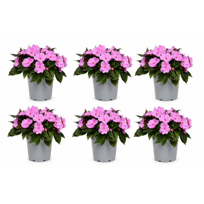 Assortimento di Sunpatients rosa con fogliame verde intenso e abbondante fioritura ornamentale in vaso.
