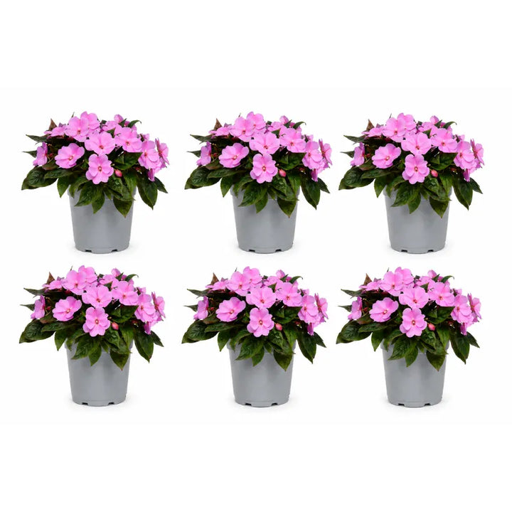 Assortimento di Sunpatients rosa con fogliame verde intenso e abbondante fioritura ornamentale in vaso.