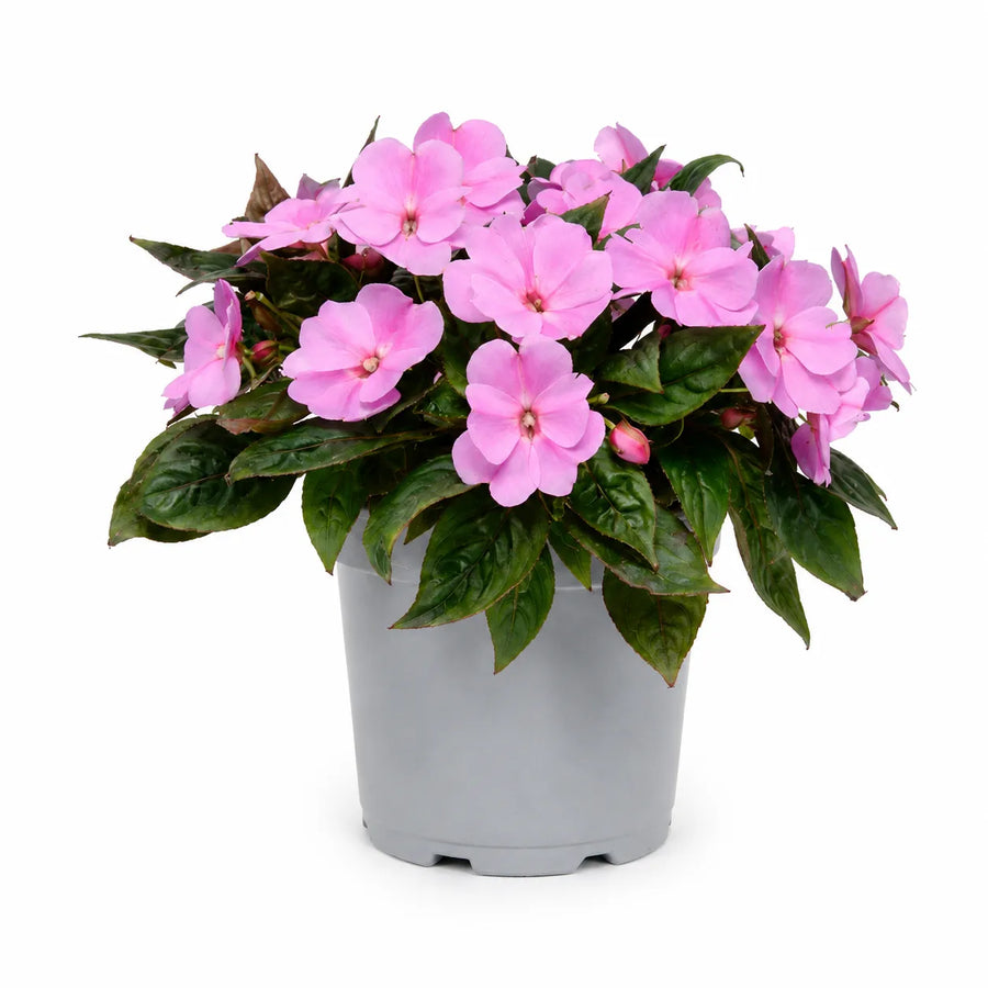 Pianta di Sunpatients dai fiori rosa e foglie verdi lucide coltivata in vaso da esterno per balconi e terrazze.