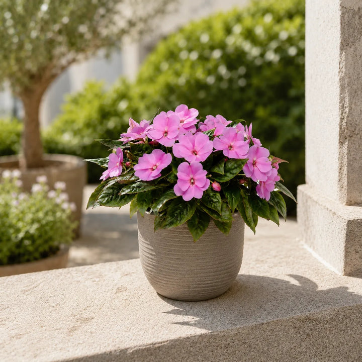 Pianta di Sunpatients rosa in vaso moderno da esterno perfetta per arredare terrazzi, ingressi e spazi outdoor.