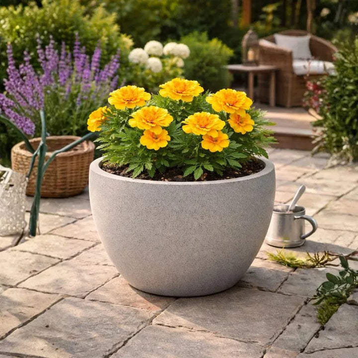 Tagete dove comprarlo - Primo piano di un fiore di Tagete singolo, giallo e arancione