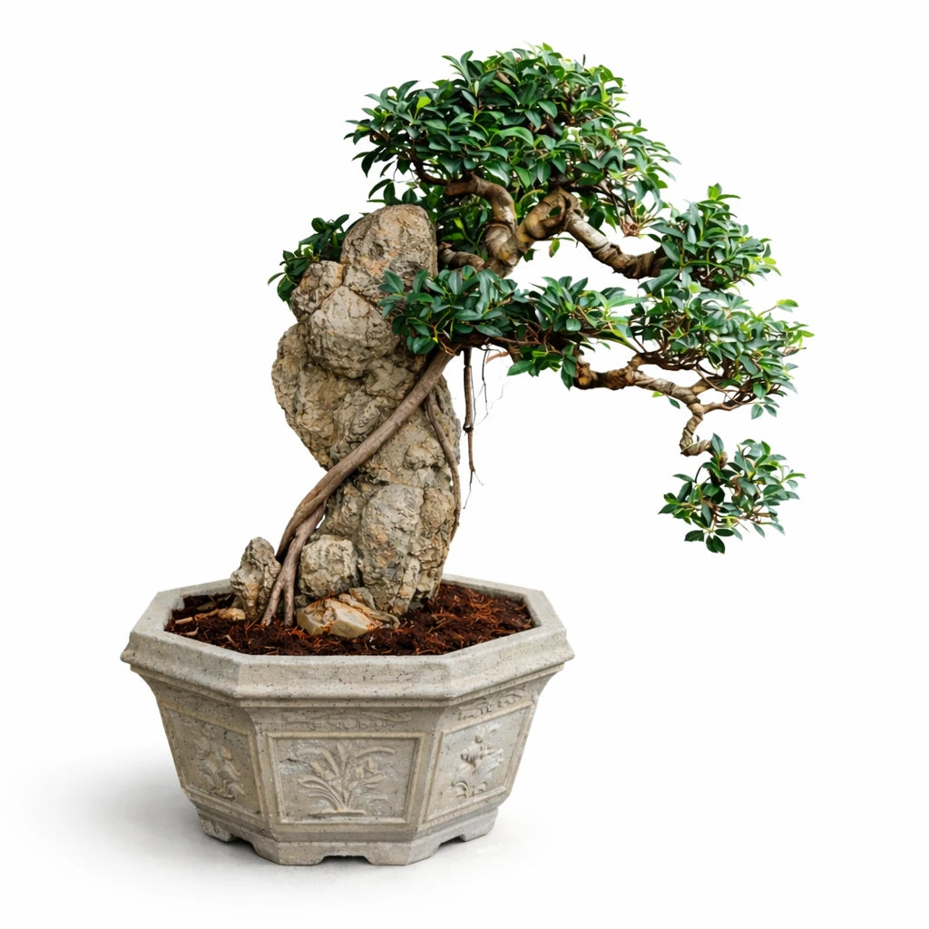 Taiwan ficus H.90 cm