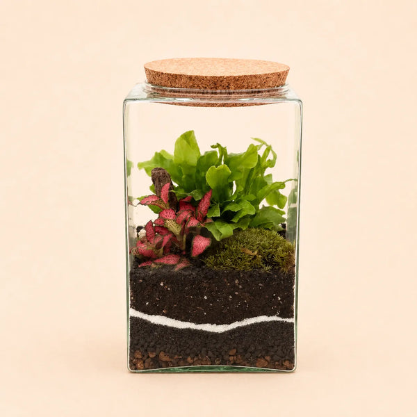 TERRARIUM MUSAE 12X20