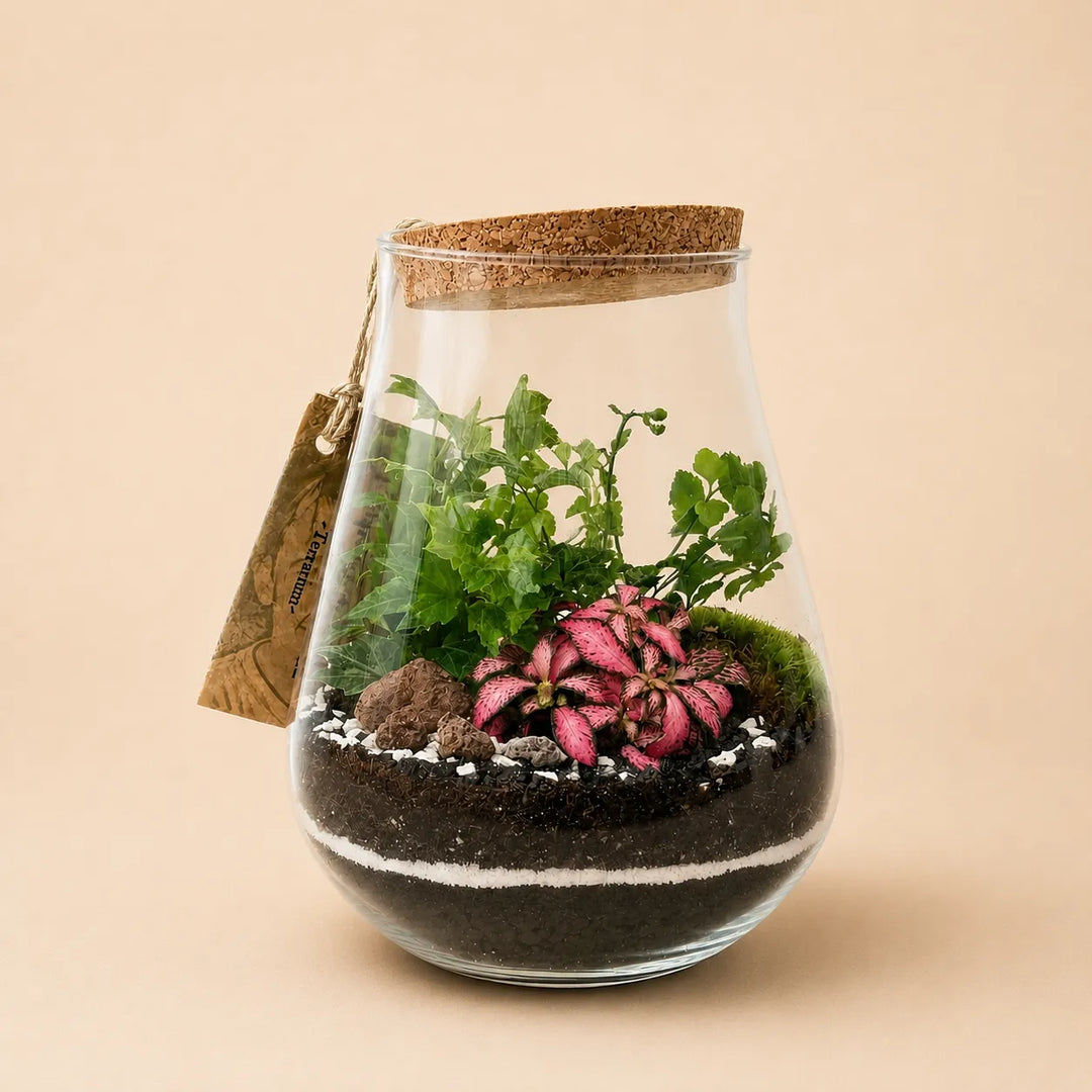Terrarium Teo con felce, Fittonia rosa e muschio decorativo all’interno di un contenitore in vetro con tappo in sughero per arredare ambienti interni.