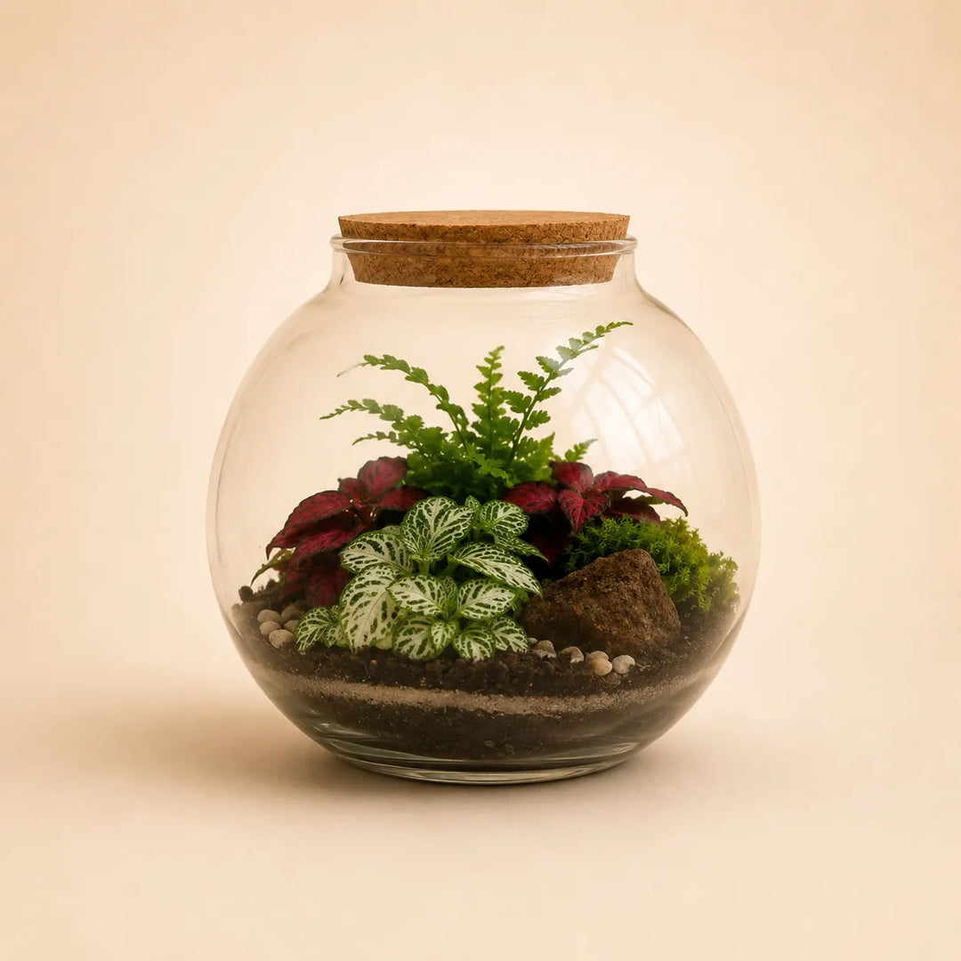 Terrarium in vaso di vetro con tappo in sughero composto da Fittonia bianca, felce verde, piante tropicali rosse e muschio decorativo.