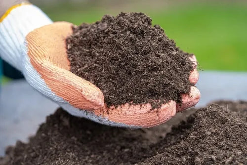 Terriccio per Terrarium