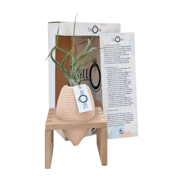 TillOlla con Tillandsia caput medusae