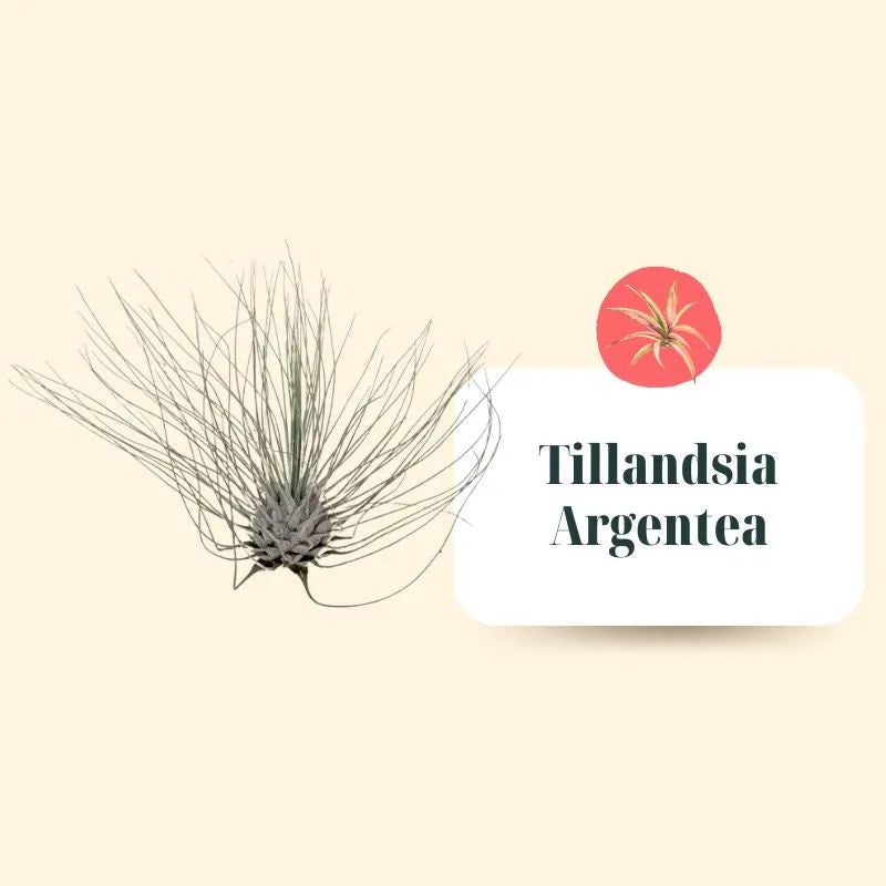 Set Tillandsie Premium – XL