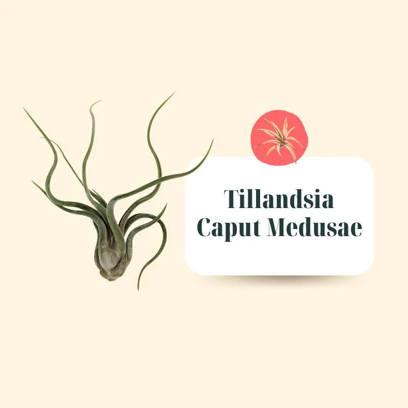 Set Tillandsie Premium – M