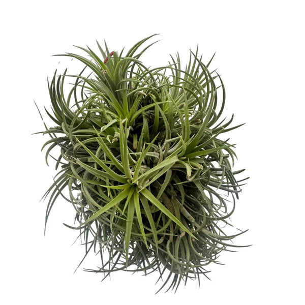 Tillandsia Ionantha Verde XXL: Pianta Aerea Naturale che Cambia Colore