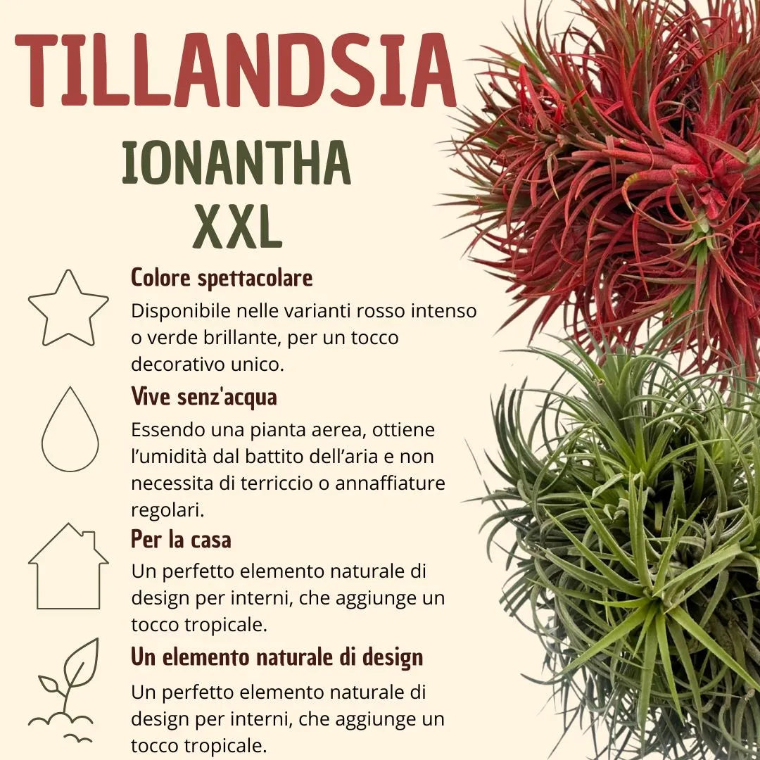 Tillandsia Ionantha Verde XXL: Pianta Aerea Naturale che Cambia Colore - i Giardini di Giulia  