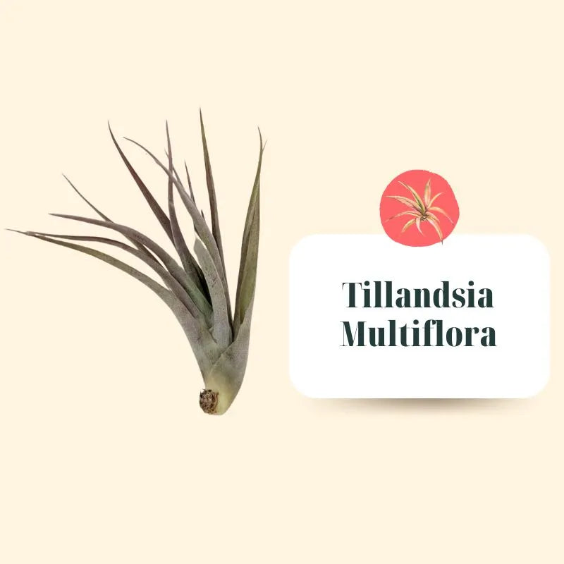 Set Tillandsie Premium – S