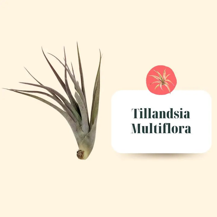 Set Tillandsie Premium – L